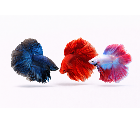 Special Kampfisk HAN - Betta splendens