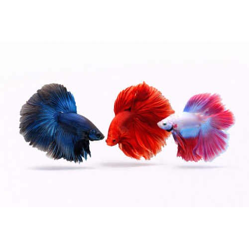 Special Kampfisk HAN - Betta splendens