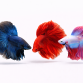 Special Kampfisk HAN - Betta splendens