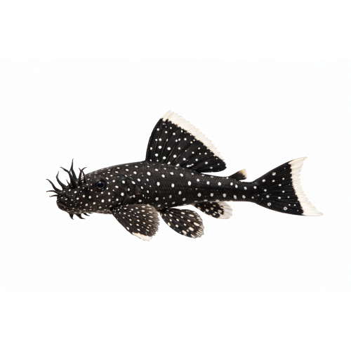 Starlight Ancistrus / Stjernehimmel Malle - Ancistrus dolichopterus (L183)