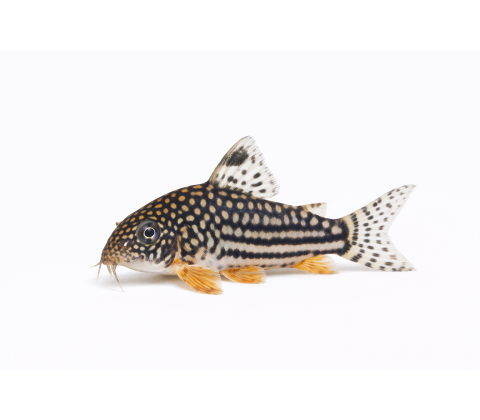 Sterbai Pansermaller - Corydoras sterbai