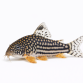 Sterbai Pansermaller - Corydoras sterbai