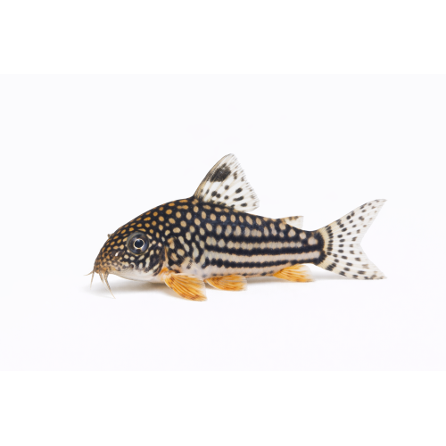 Sterbai Pansermaller - Corydoras sterbai