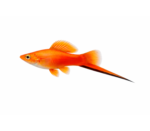 Sværddrage alm. - Xiphophorus hellerii