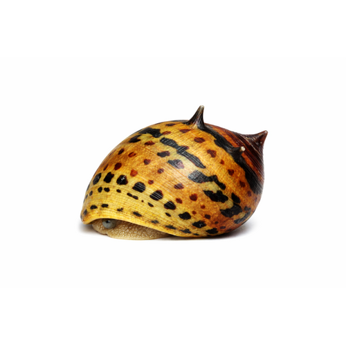 Tiger snegl - Neritina turrita