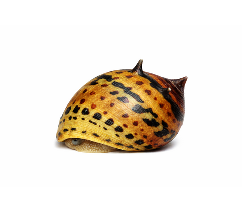 Tiger snegl - Neritina turrita