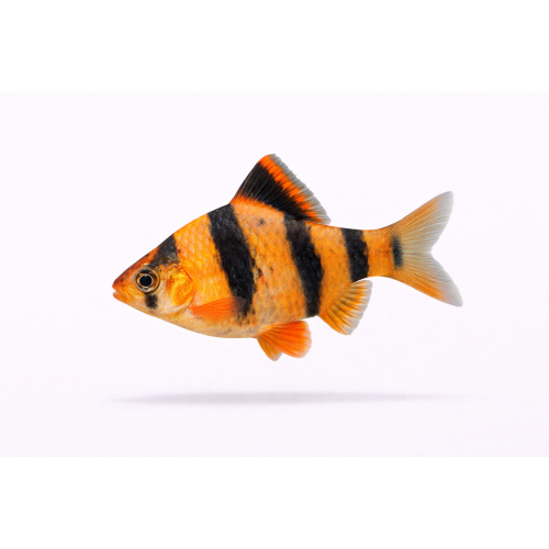 Tiger Barbe - Puntigrus tetrazona / Puntius tetrazona
