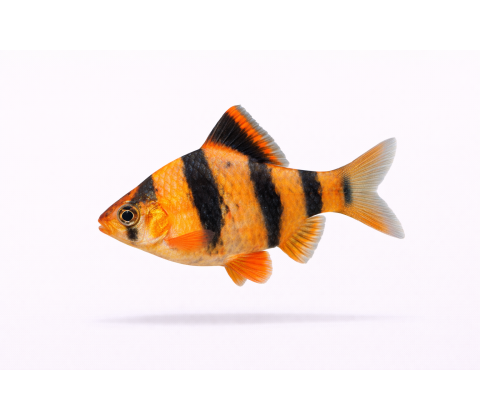Tiger Barbe - Puntigrus tetrazona / Puntius tetrazona