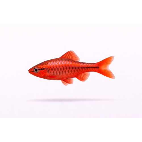 Titteya Barbe - Puntius titteya / Pethia titteya