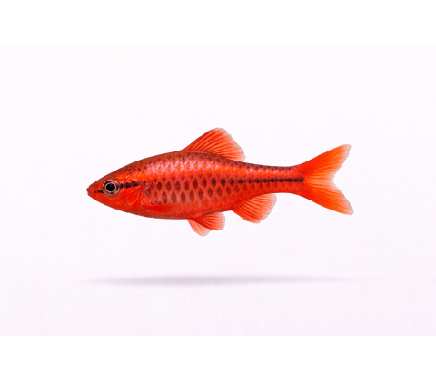 Titteya Barbe - Puntius titteya / Pethia titteya