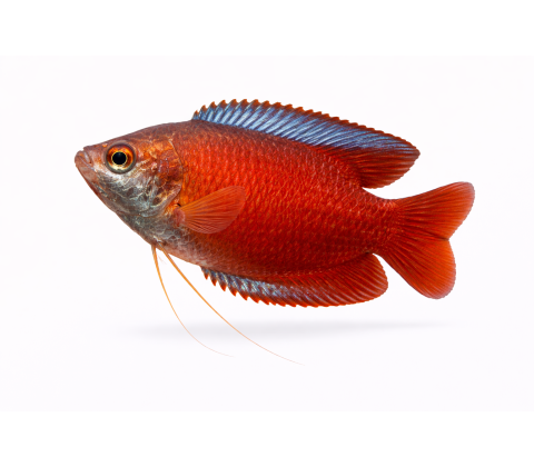 Rød Dværg Gurami - Trichogaster lalius / Colisa lalia