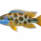 Venustus - Nimbochromis venustus