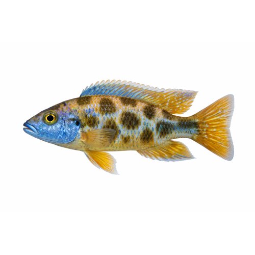 Venustus - Nimbochromis venustus