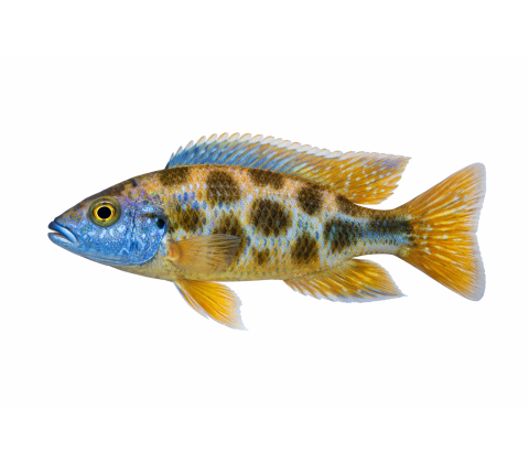Venustus - Nimbochromis venustus
