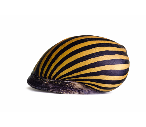 Zebra Snegle - Neritina turrita