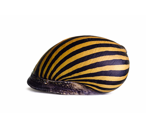 Zebra snegl - Neritina natalensis