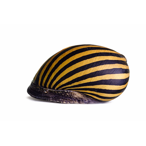 Zebra snegl - Neritina natalensis