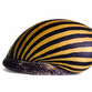 Zebra snegl - Neritina natalensis