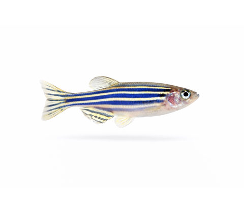 Zebrafisk - Danio rerio