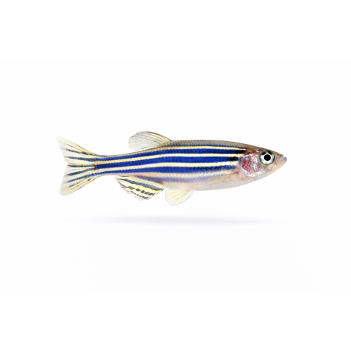 Zebrafisk - Danio rerio