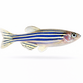 Zebrafisk - Danio rerio