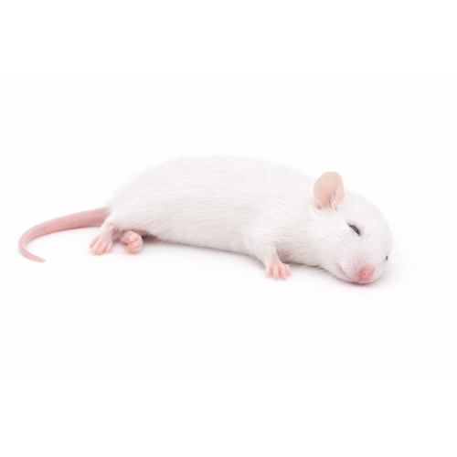 M/L mus 23-30 og 30+g