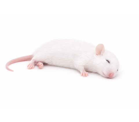 M/L mus 23-30 og 30+g