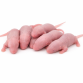 Mouse pups 1,5g