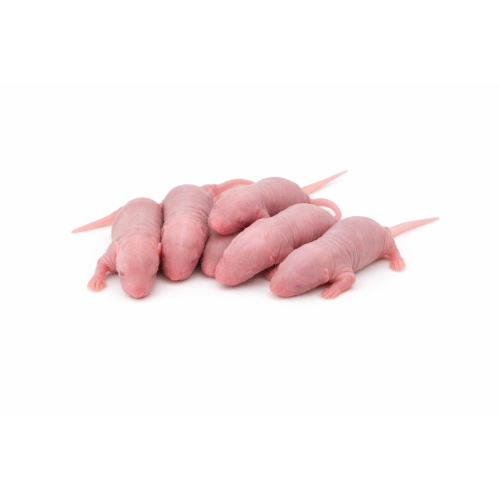 Mouse pups 1,5g