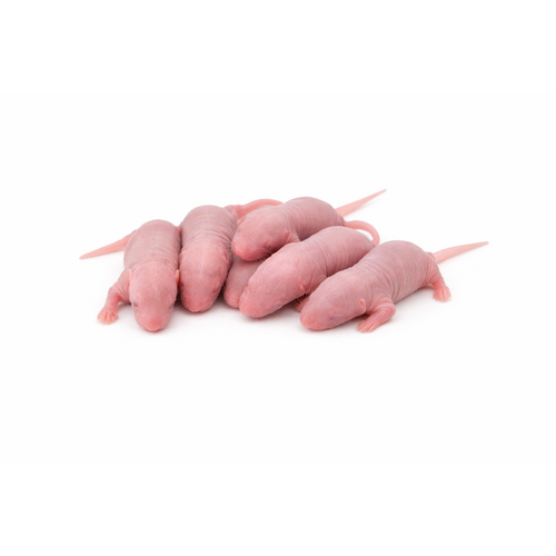 Mouse pups 1,5g