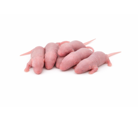 Mouse pups 1,5g