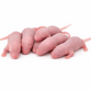 Mouse pups 1,5g