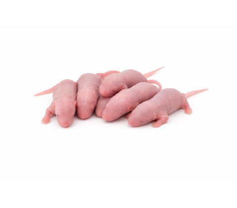 Mouse pups 1,5g