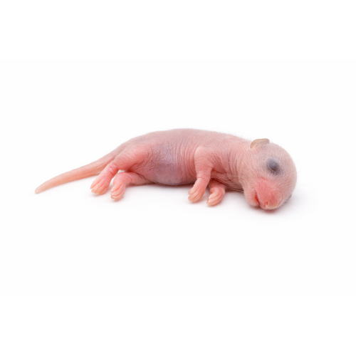 Pinkies babymus 3,5g