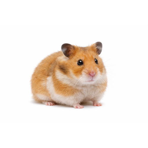 Guldhamster - Mesocricetus auratus