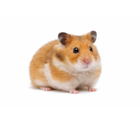 Guldhamster - Mesocricetus auratus