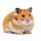 Guldhamster - Mesocricetus auratus
