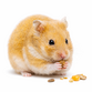 Guldhamster - Mesocricetus auratus