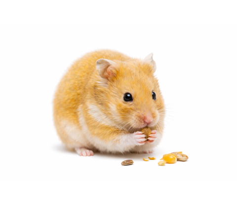 Guldhamster - Mesocricetus auratus