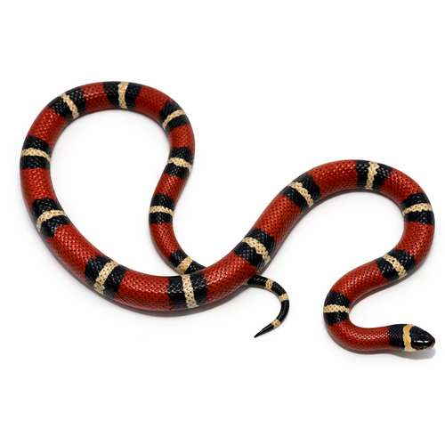 Honduras mælkesnog - Lampropeltis triangulum hondurensis
