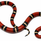 Honduras mælkesnog - Lampropeltis triangulum hondurensis