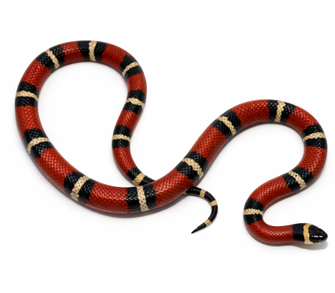 Honduras mælkesnog - Lampropeltis triangulum hondurensis