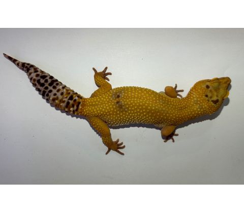 Leopardgekko - Eublepharis macularius