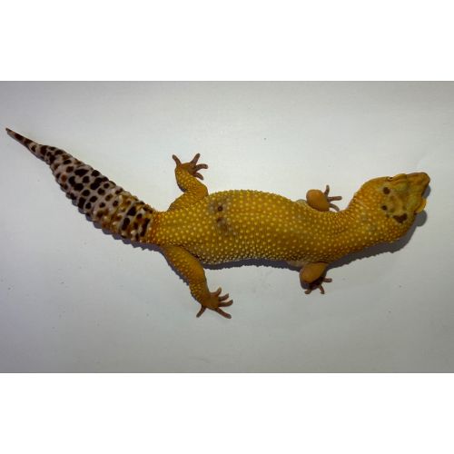 Leopardgekko - Eublepharis macularius