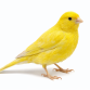 Kanariefugl - Serinus canaria