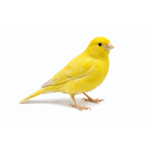 Kanariefugl - Serinus canaria