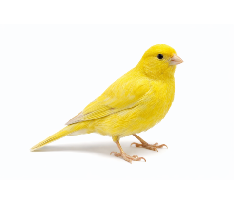 Kanariefugl - Serinus canaria