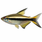 Kejser Tetra - Nematobrycon palmeri
