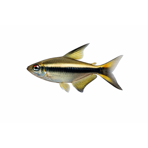 Kejser Tetra - Nematobrycon palmeri
