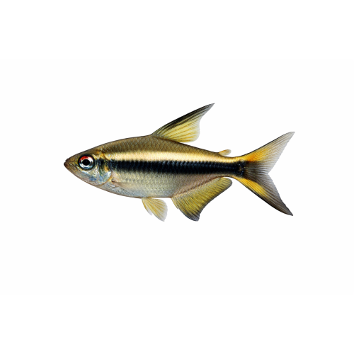 Kejser Tetra - Nematobrycon palmeri